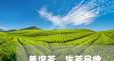 普洱茶 生茶品牌/2023031752723